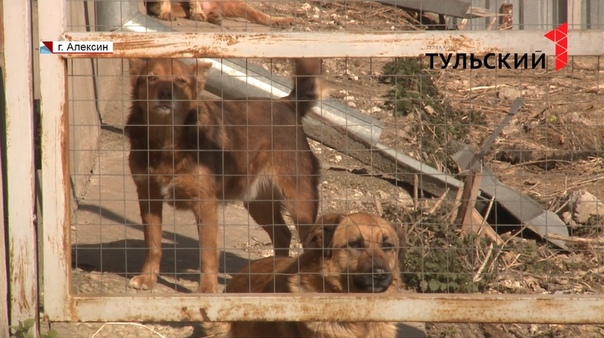 Животные даром. Алексинская кошка. Животные в алексине. Волгоград щенки овчарки в добрые руки. Корниш браш сфинкс.