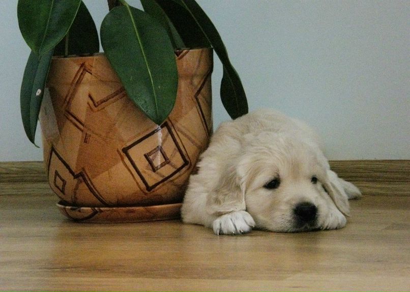 Серожа Январьов | Киев