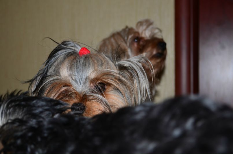 Виталий Вешкин iostream | Макеевка