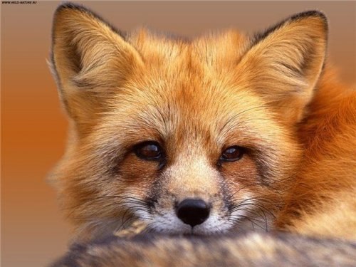 Татьяна Доброходова | Санкт-Петербург