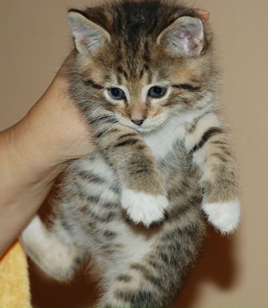 №66, Настя Марусий, 37 лет, Киев №66, Настя Марусий, 37 лет, Киев