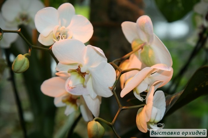 Тина Тина | Москва