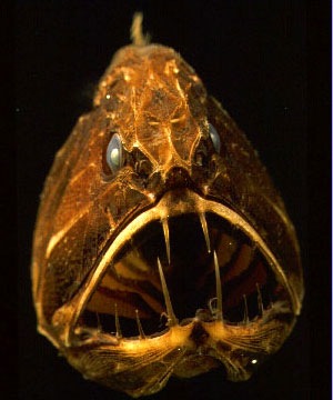 №83, Артем Бутманов №83, Артем Бутманов