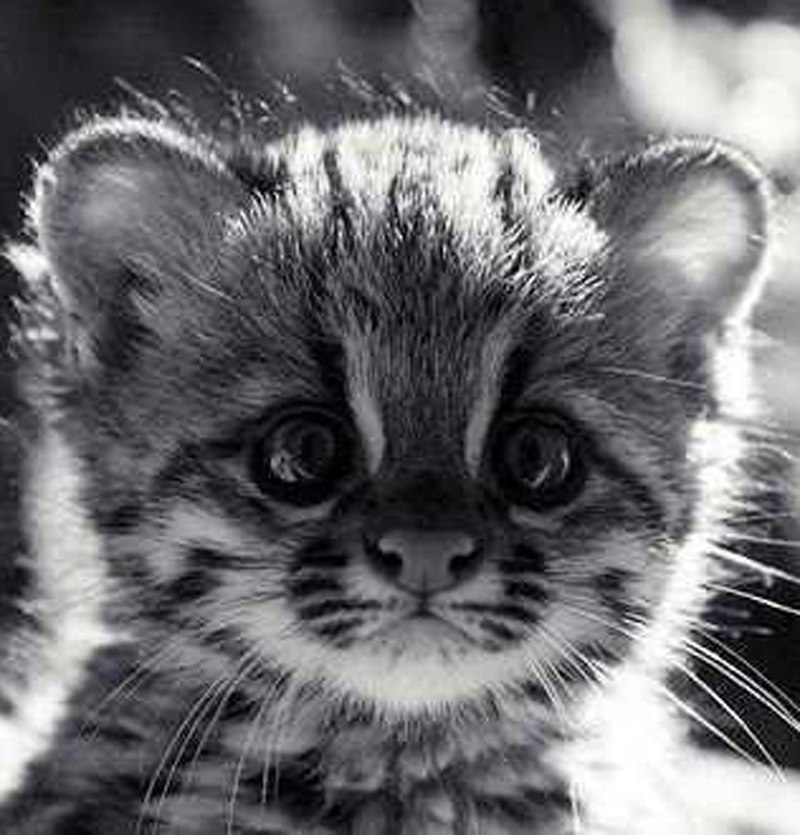 Польша Oldie ღPoL!n@ღ | Харьков