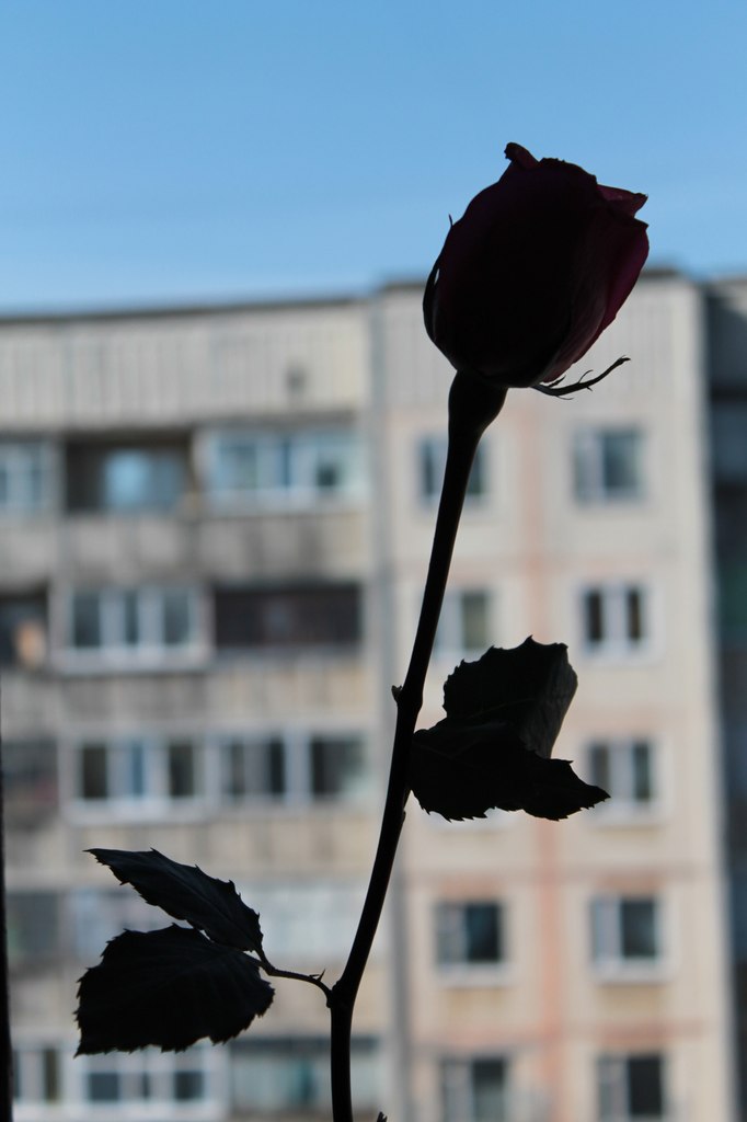 Вадим Самойленко | Кременчуг