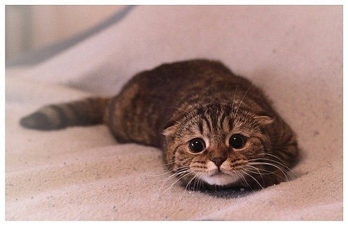 Лена Орлик | Калининград