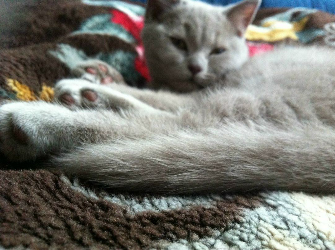 Ника Волкова | Санкт-Петербург