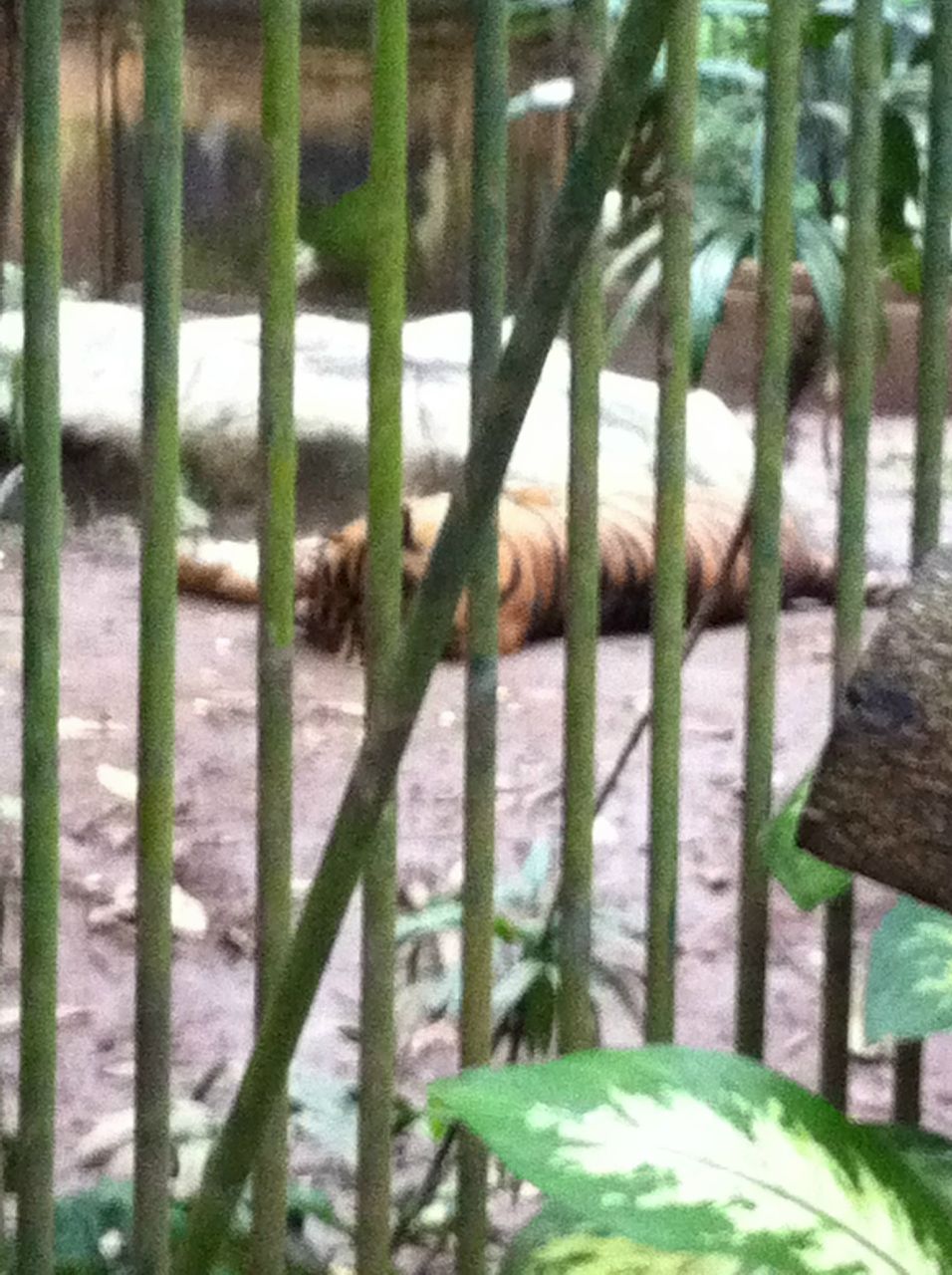 Мария Тарковская Сергеевна | Новосибирск