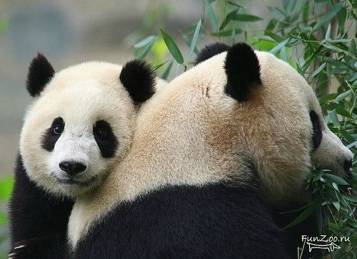 Nigy Nadjafova | Москва