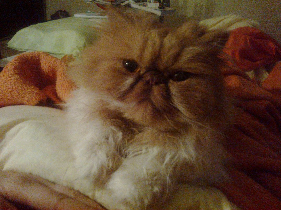 Диана Толстова | 