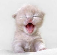 Наталия Ковалёва | Киев