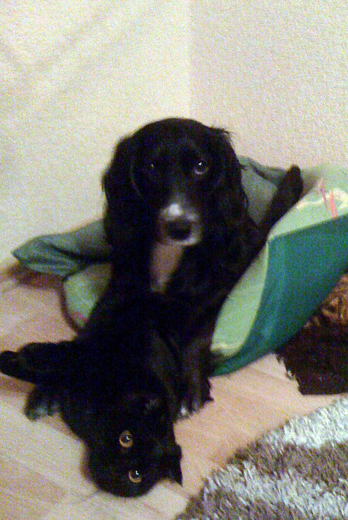 Elizabeth Plis | Ставрополь