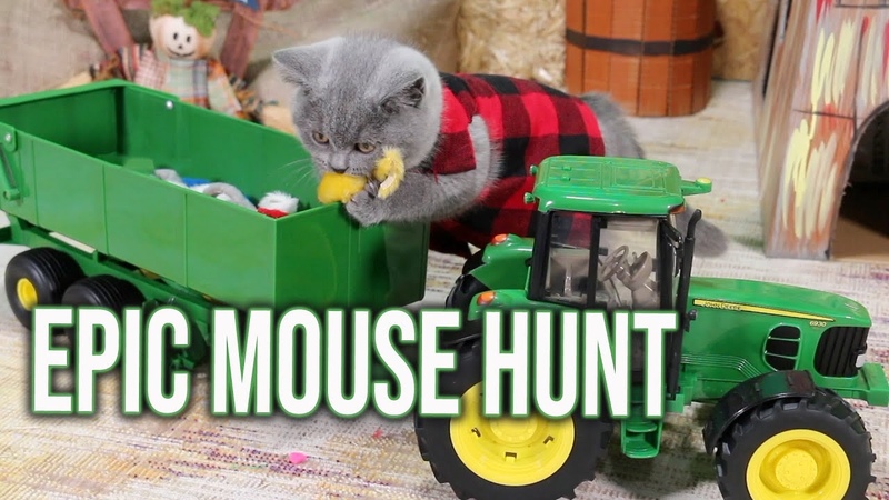 Котята охотятся на мышей. , British Shorthair Cat Kitten, Funny Cat
