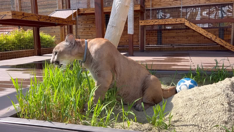 Видео от i am