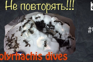 Очередные приключения // муравьи Polyrhachis Dives // #99