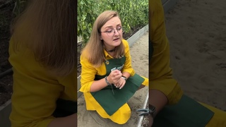 Лечим желтую корону на томатах! #дача #сад #огород #семенаалтая