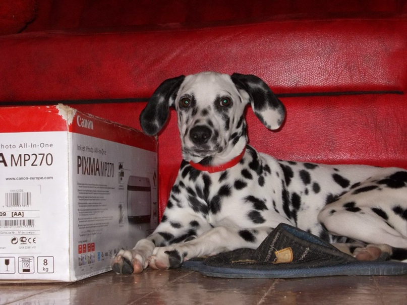 Дмитрий Артемов | Первомайск