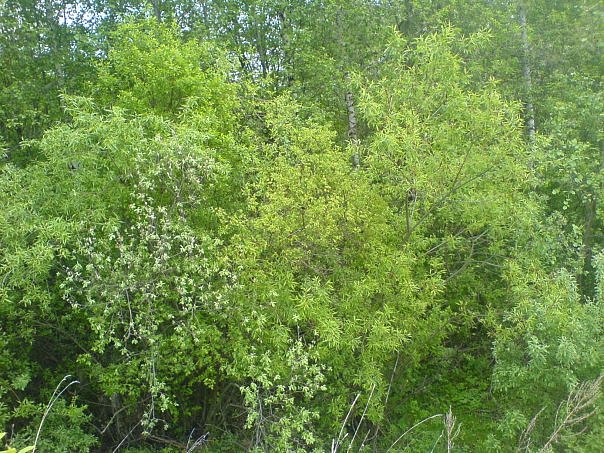 Антон Берг | Челябинск