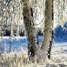 Владислав Кравчук | Барановка