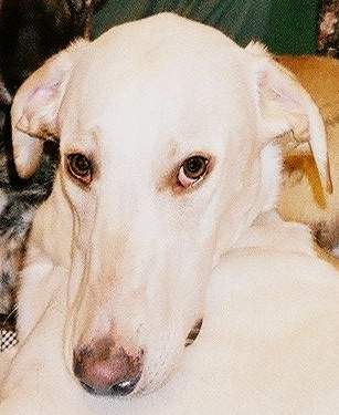 Светлана Новожилова | Петрозаводск