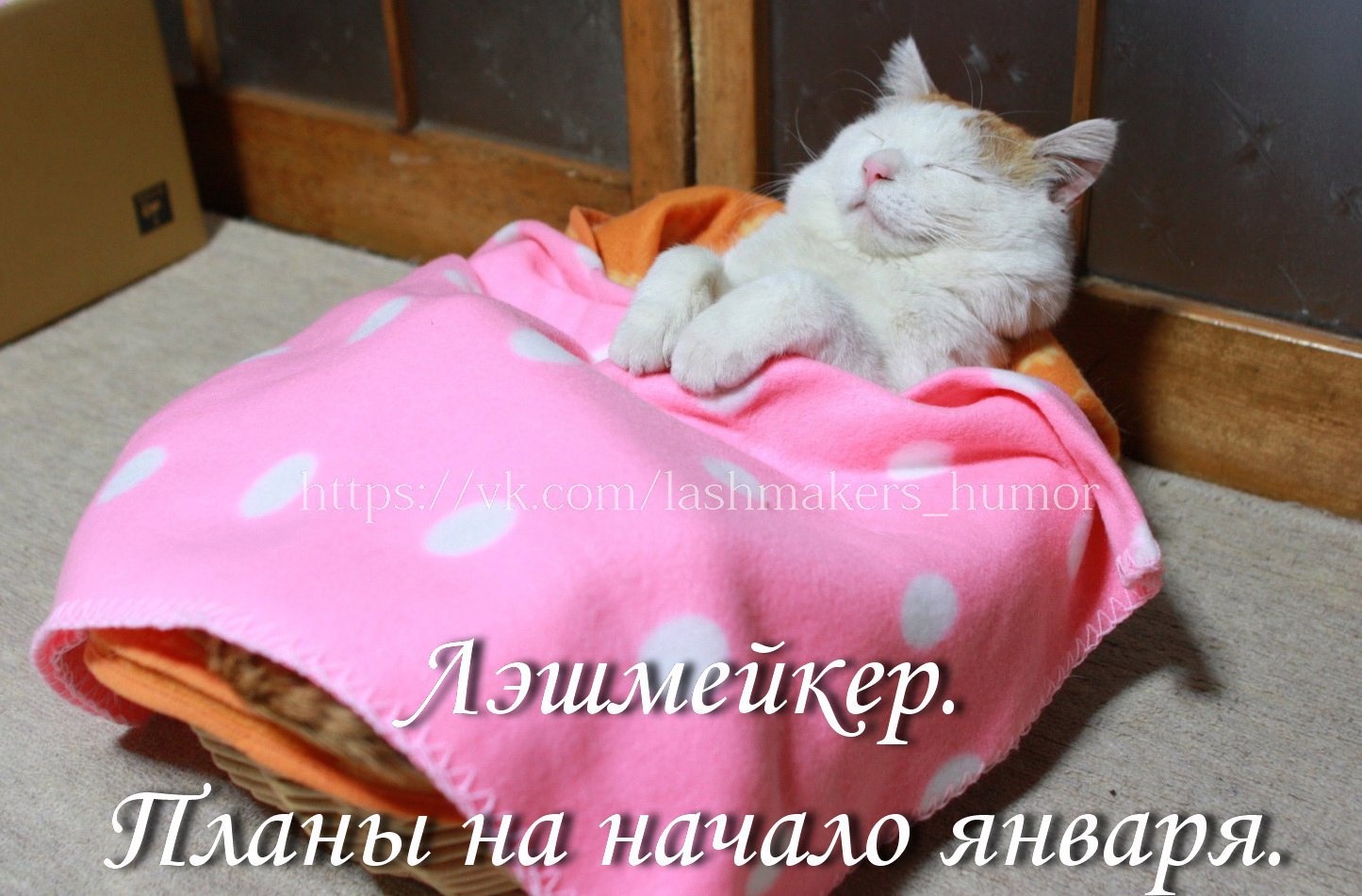 кошка тащит котенка на кровать