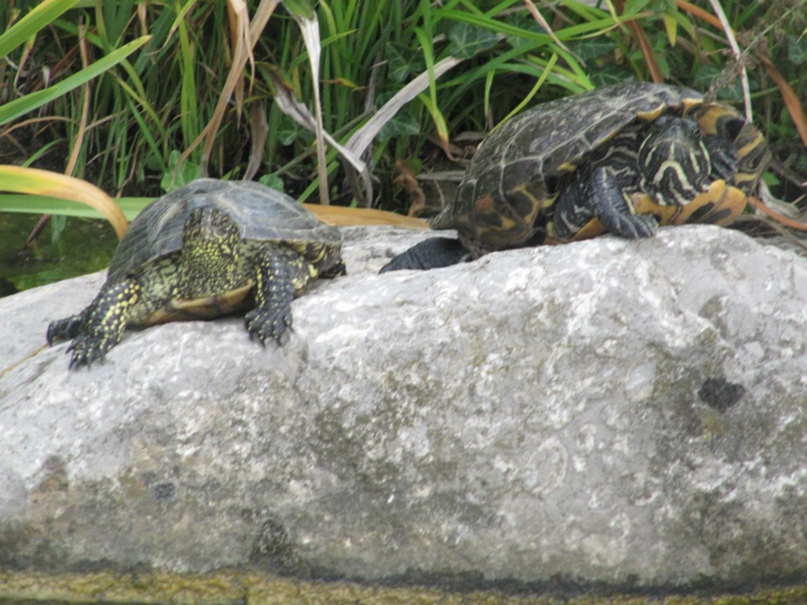 Татьяна Коркина |