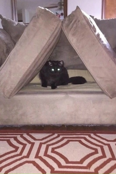 просто кот в этом доме важнее, чем ты