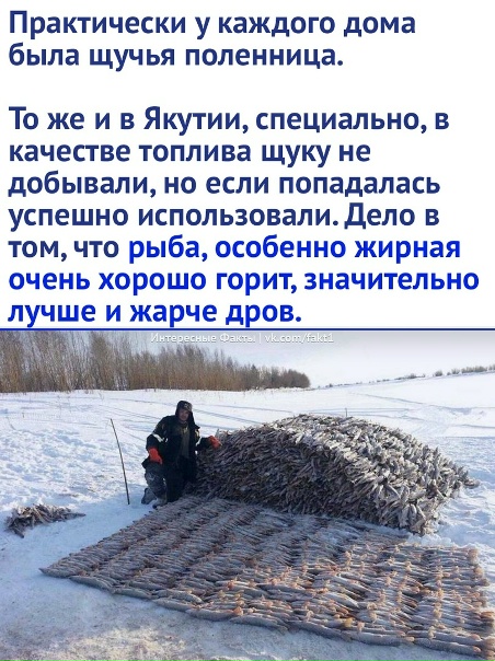 Дрова из рыбы.