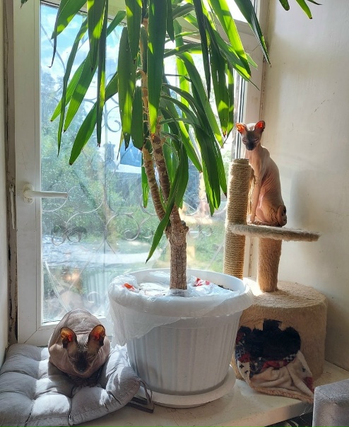 Солнечные ванночки доя милых девочек Милагрос и кисы бабисы