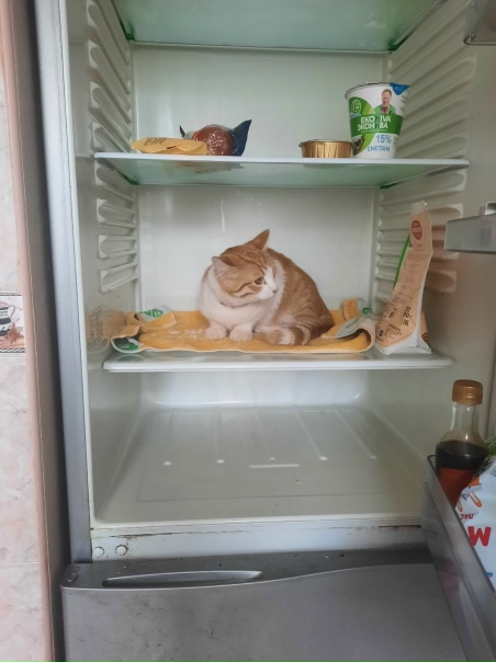 Кот Санек!!!