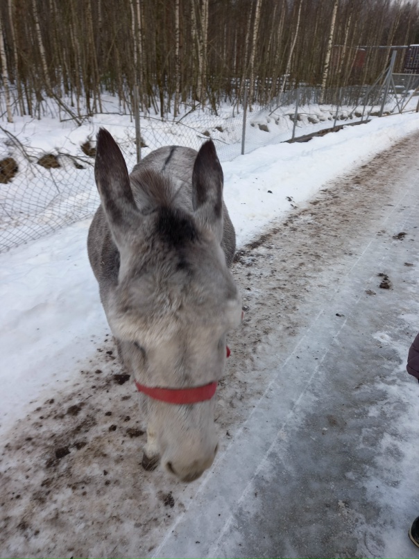 Алёна Дмитриева | Боровичи
