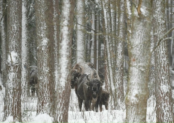 ❄️Волшебные фотографии начала зимы в охранной зоне заповедника от Игоря Петровича Шпиленка.