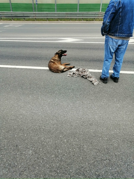Стали свидетелями факта ДТП с участием собаки на...