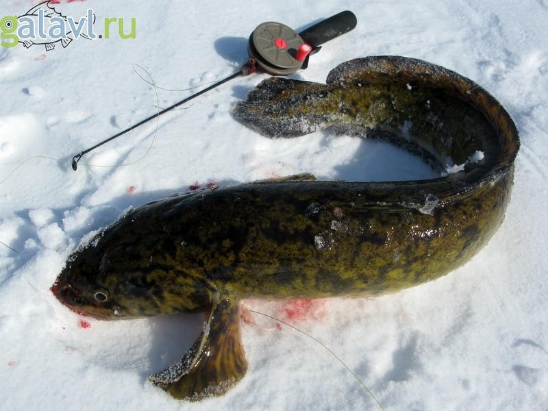 Особенности рыбалки на налима