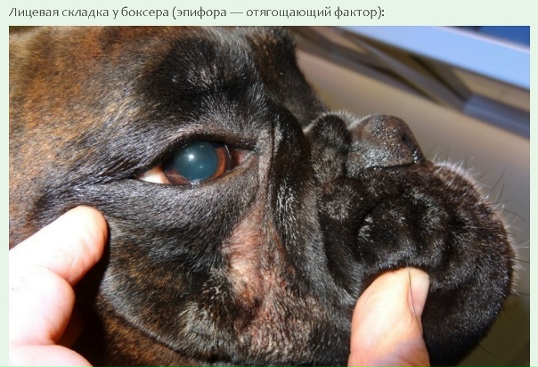 Дерматит у мопса фото лечение Дерматит у мопса фото лечение