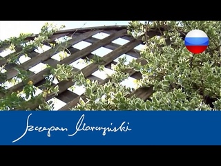 Вьющиеся растения  защитное озеленение оград
