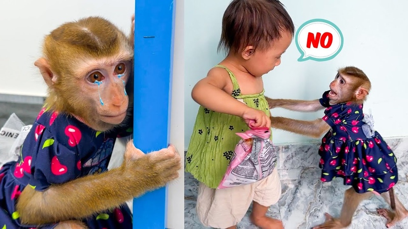 Monkey Kaka is sad because baby Diem doesnt share her