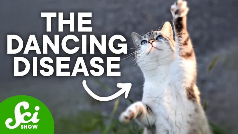 The Dancing Cat Disaster of Japan, Minamata