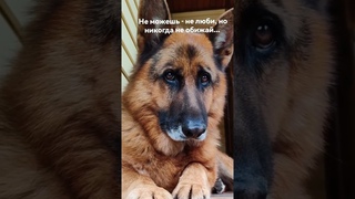 #Сегодня Всемирный день защиты животных!Люди, не обижайте животных