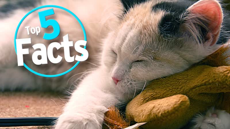 Top 5 Fascinating Facts about