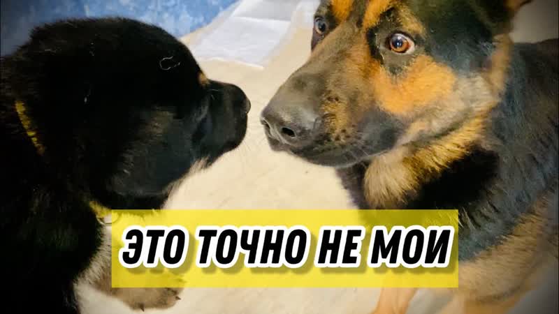 КОБЕЛЬ ВПЕРВЫЕ ВИДИТ СВОИХ