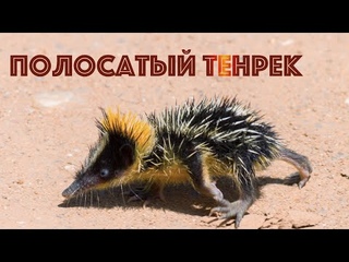Полосатое чудо с Мадагаскара