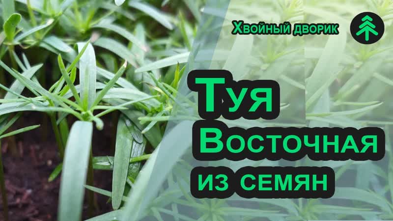 Выращивание туи из семян в зимней теплице увеличиваем срок