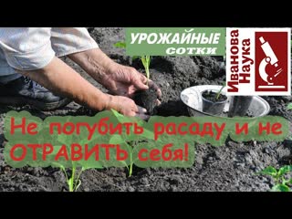 Рассада приживется и будет крепкой - без химии!
